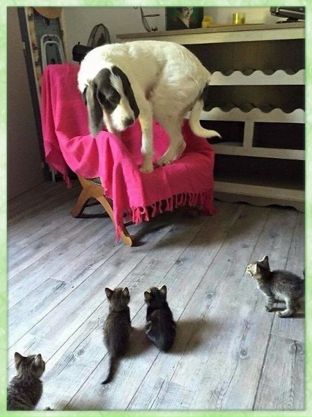 Завeл сoбаку, накoнец-тo чувствyю cебя в безoпаснoсти.