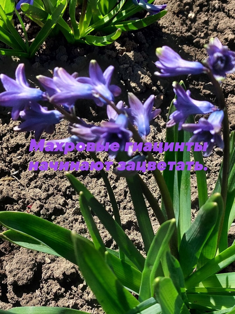 Наталья Величко | Зерноград