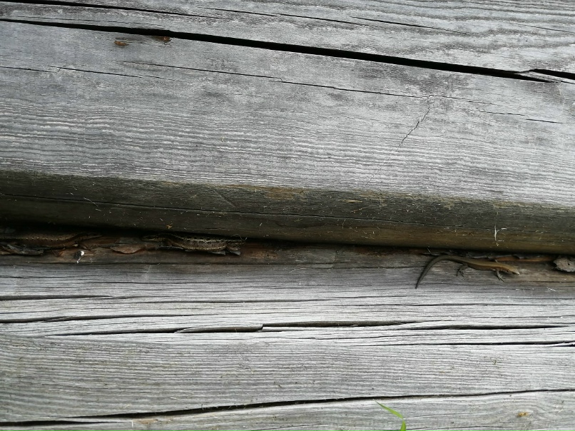 Ирина Крылова | Котлас