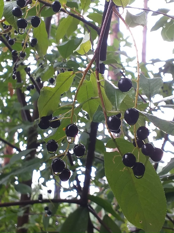 Любовь Смирнова | Прокопьевск