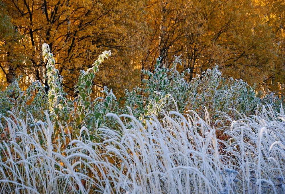 Иней на траве фото Иней на траве фото