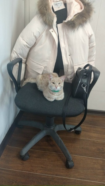 ЧЕЙ КОТËНОК?В торговый центр прибился кот-подросток....