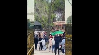 Воронеж: как в парке "Дельфин" спасли кота с дерева, который залез на дерево.