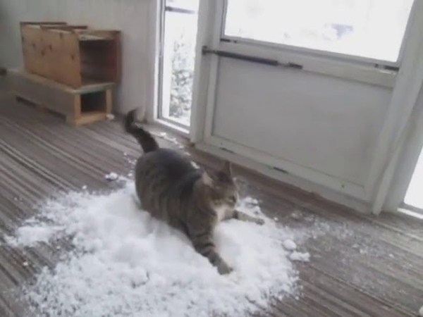 Cat Loves to Play With Snow Brought Indoors By Owner