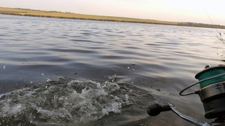 ТОРПЕДА ПРЁТ И НИТКА РЫПИТ! В НЁМ 10-ка НЕ МЕНЬШЕ! ВОТ ЭТО РЫБАЛКА! Рыбалка на белого амура на камыш
