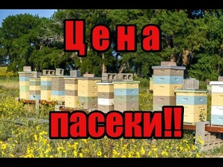 Сколько нужно денег на пасеку! Старые пчеловоды их ошибки! Улья ППС и ППУ лучший мёд в Мире!