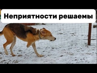 Сложный и тернистый путь, в прямом эфире собаки с передержки