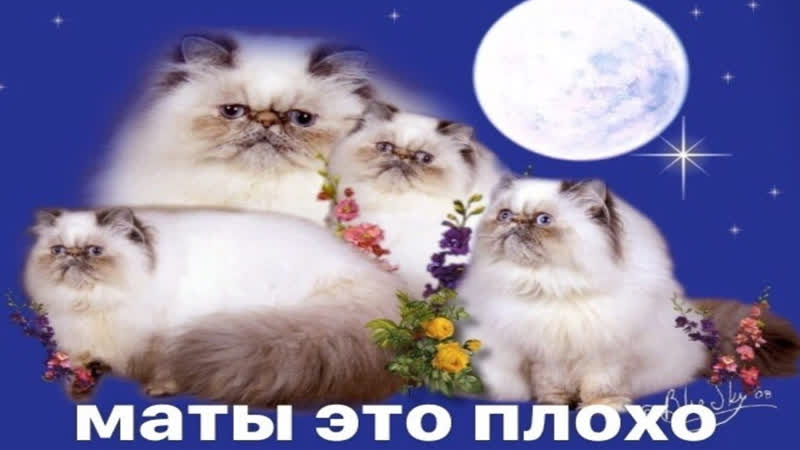 два кобеля для вязки, желают породистую суку