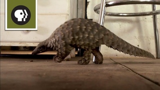 Abused Baby Pangolin Gets a New Home