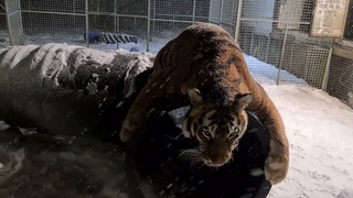 Тигр Ройс и Его Хитрый План Нападений !