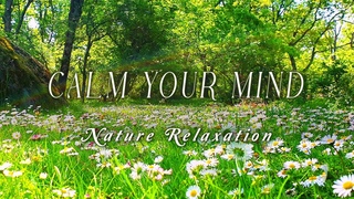 Relaxing Nature Ambience Meditation  Healing Sounds of a Lovely SPRING Sunny Day in the FOREST#2