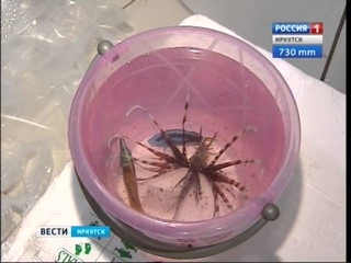 Редкой для Сибири чернопёрой акуле доставили самолётом друзей  экзотических рыб