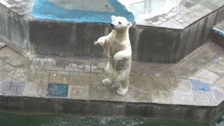 Медвежата с утра покушали и пошли в бассейн.