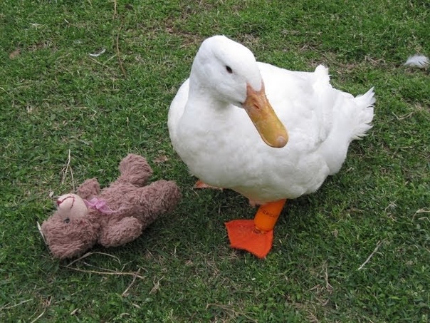 Buttercup the Ducks new foot is printed on a 3 D printer and he walks runs (short