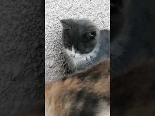 У серых малышей-крепышей всегда хороший аппетит. Один из котят бесстрашный защитник своего семейства