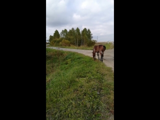 Лыха