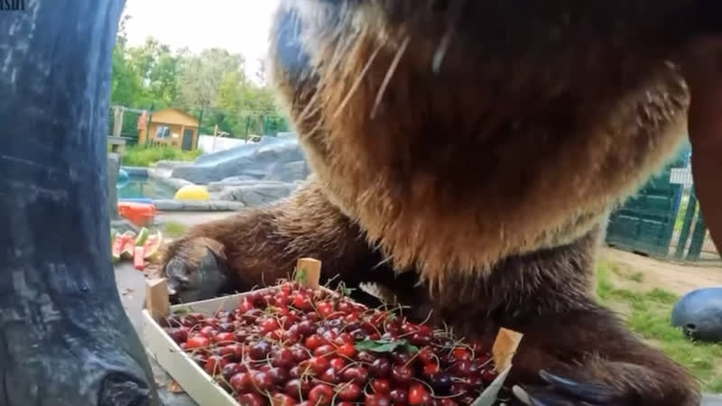 Бурый мишка пробует